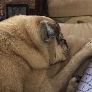 Meet your Posher, Heidi